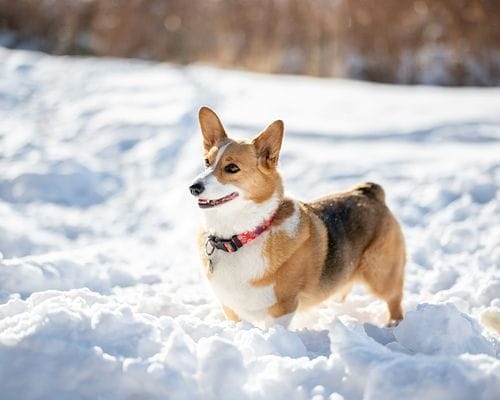 Photo of a corgi resized with imgproxy